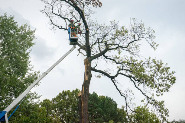 Best Commercial Tree Services  in Camp Barrett, VA